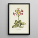 Polianthes - Carington Bowles — gerahmtes Bild an der Wand