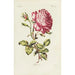 Rose - Carington Bowles — Ansicht des Kunstwerks