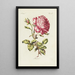 Rose - Carington Bowles — gerahmtes Bild an der Wand