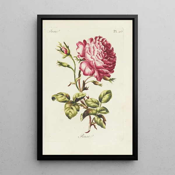 Rose - Carington Bowles — gerahmtes Bild an der Wand