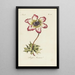 Reproduktion des Gemäldes Anemone einfach - Carington Bowles