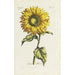 Sonnenblume - Carington Bowles — Ansicht des Kunstwerks
