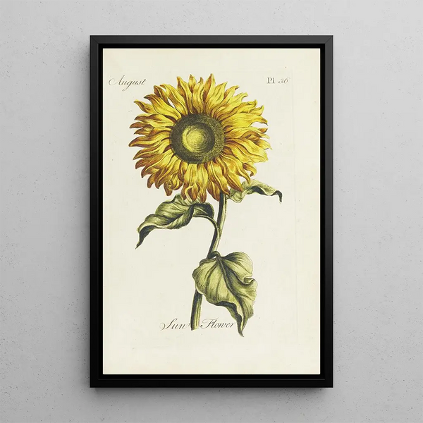 Sonnenblume - Carington Bowles — gerahmtes Bild an der Wand