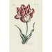 Tulpe - Carington Bowles — Ansicht des Kunstwerks