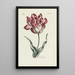 Tulpe - Carington Bowles — gerahmtes Bild an der Wand