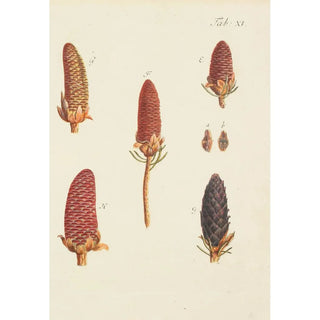 Carl Christoph Oelhafen von Schllenbach - Abbildung der wilden Bume Stauden und Buschgewchse Pl011.webp