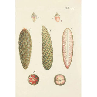 Carl Christoph Oelhafen von Schllenbach - Abbildung der wilden Bume Stauden und Buschgewchse Pl012.webp