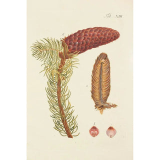Carl Christoph Oelhafen von Schllenbach - Abbildung der wilden Bume Stauden und Buschgewchse Pl013.webp