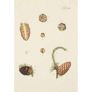 Carl Christoph Oelhafen von Schllenbach - Abbildung der wilden Bume Stauden und Buschgewchse Pl020.webp