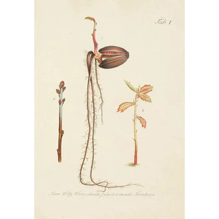 Carl Christoph Oelhafen von Schllenbach - Abbildung der wilden Bume Stauden und Buschgewchse Pl035.webp