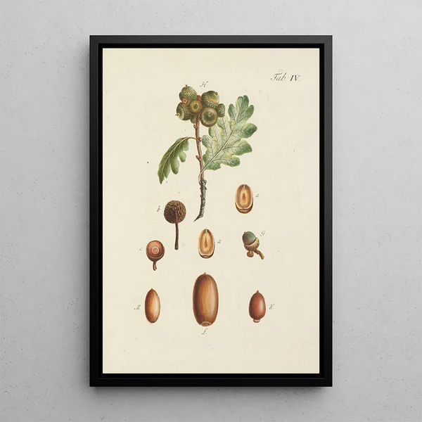 Illustration der wilden Bäume, Stauden und Sträucher Pl038 - Carl Christoph Oelhafen von Schöllenbach — gerahmtes Bild an der Wand