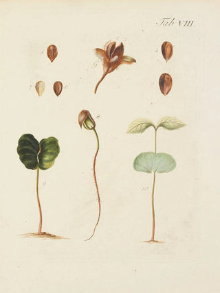 Carl Christoph Oelhafen von Schllenbach - Abbildung der wilden Bume Stauden und Buschgewchse Pl042.webp