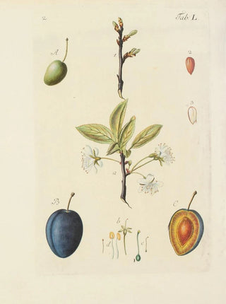 Carl Christoph Oelhafen von Schllenbach - Abbildung der wilden Bume Stauden und Buschgewchse Pl085.webp
