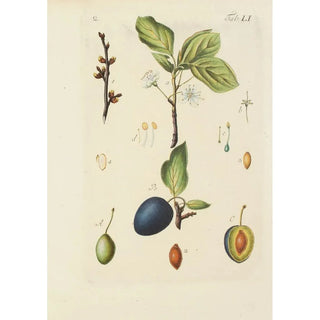 Carl Christoph Oelhafen von Schllenbach - Abbildung der wilden Bume Stauden und Buschgewchse Pl086.webp
