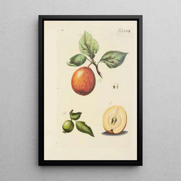 Illustration der wilden Bäume, Stauden und Sträucher Pl092 - Carl Christoph Oelhafen von Schöllenbach — gerahmtes Bild an der Wand