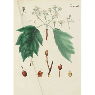 Carl Christoph Oelhafen von Schllenbach - Abbildung der wilden Bume Stauden und Buschgewchse Pl097.webp