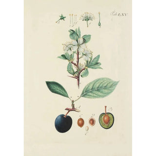 Carl Christoph Oelhafen von Schllenbach - Abbildung der wilden Bume Stauden und Buschgewchse Pl101.webp