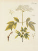 Illustration von Bäumen, Sträuchern und wilden Gebüschen Pl118 - Carl Christoph Oelhafen von Schöllenbach — Ansicht des Kunstwerks
