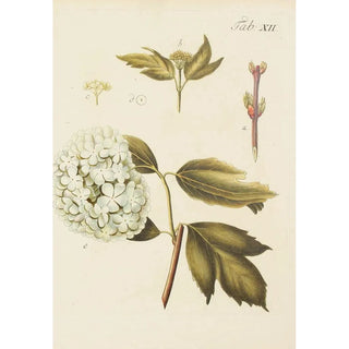 Carl Christoph Oelhafen von Schllenbach - Abbildung der wilden Bume Stauden und Buschgewchse Pl123.webp