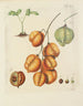 Illustration von Bäumen, Sträuchern und wilden Gebüschen Pl131 - Carl Christoph Oelhafen von Schöllenbach — Ansicht des Kunstwerks