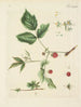 Illustration von Bäumen, Sträuchern und wilden Gebüschen Pl135 - Carl Christoph Oelhafen von Schöllenbach — Ansicht des Kunstwerks