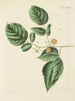 Illustration von Bäumen, Sträuchern und wilden Gebüschen Pl136 - Carl Christoph Oelhafen von Schöllenbach — Ansicht des Kunstwerks