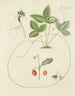 Baum- und Strauch-Illustration, wilde Büsche Pl142 - Carl Christoph Oelhafen von Schöllenbach — Ansicht des Kunstwerks