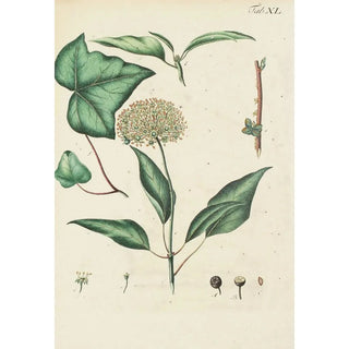 Carl Christoph Oelhafen von Schllenbach - Abbildung der wilden Bume Stauden und Buschgewchse Pl152.webp