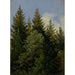 Sapins - Carl Gustav Carus — Ansicht des Kunstwerks