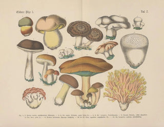 Manuel de botanique pratique en mots et en images Pl07 - Carl Hoffmann — Ansicht des Kunstwerks