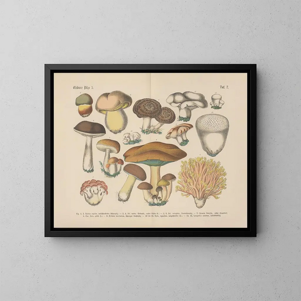 Manuel de botanique pratique en mots et en images Pl07 - Carl Hoffmann — gerahmtes Bild an der Wand