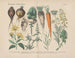 Praktisches botanisches Lehrbuch in Worten und Bildern Pl14 - Carl Hoffmann — Ansicht des Kunstwerks