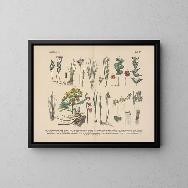 Manuel de botanique pratique en mots et en images Pl17 - Carl Hoffmann — gerahmtes Bild an der Wand