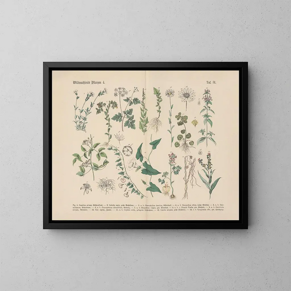 Manuel de botanique pratique en mots et en images Pl31 - Carl Hoffmann — gerahmtes Bild an der Wand