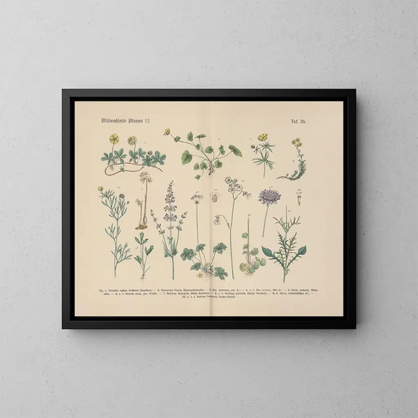 Manuel de botanique pratique en mots et en images Pl39 - Carl Hoffmann — gerahmtes Bild an der Wand