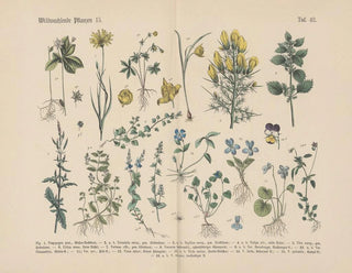 Manuel de botanique pratique en mots et en images Pl42 - Carl Hoffmann — Ansicht des Kunstwerks