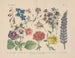 Manuel de botanique pratique en mots et en images Pl54 - Carl Hoffmann — Ansicht des Kunstwerks