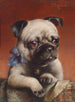 Junges Mops - Carl Reichert — Ansicht des Kunstwerks