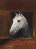 Portrait eines Schimmels - Caspar von Reth — Ansicht des Kunstwerks