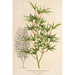 Acer palmatum crispum - Charles Antoine Lemaire — Ansicht des Kunstwerks