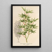 Acer palmatum crispum - Charles Antoine Lemaire — gerahmtes Bild an der Wand