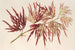 Acer polymorphum palmatum - Charles Antoine Lemaire — Ansicht des Kunstwerks