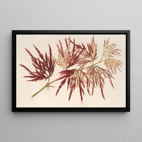 Charles Antoine Lemaire - Acer polymorphum palmatum.webp