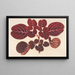 Achyranthes Verschaffeltii - Charles Antoine Lemaire — gerahmtes Bild an der Wand