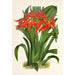 Ada aurantiaca - Charles Antoine Lemaire — Ansicht des Kunstwerks