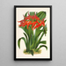Ada aurantiaca - Charles Antoine Lemaire — gerahmtes Bild an der Wand
