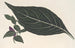 Adelaster albivenis - Charles Antoine Lemaire — Ansicht des Kunstwerks