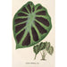 Alocasia Jenningsii - Charles Antoine Lemaire — Ansicht des Kunstwerks
