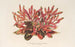 Alternanthera sessilis var. amna - Charles Antoine Lemaire — Ansicht des Kunstwerks