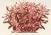 Alternanthera spathulata - Charles Antoine Lemaire — Ansicht des Kunstwerks